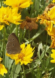 Dieter Hahn KGV Obergrund.jpg