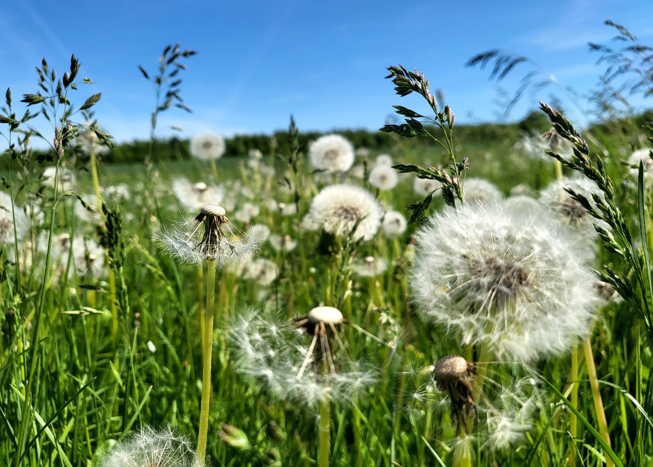 Hintergrund HP_Limbach Pusteblumewiese 2.jpg