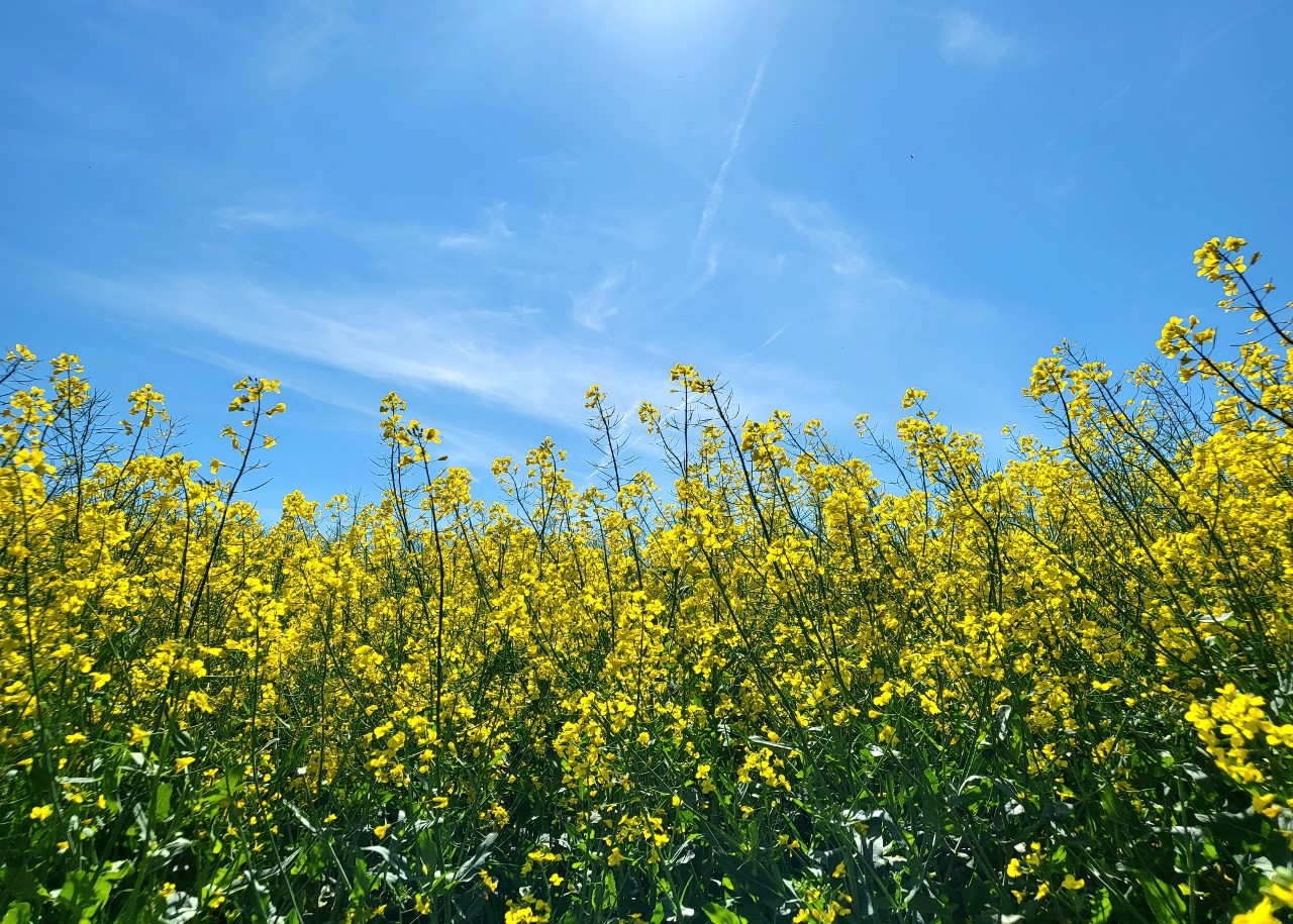 Hintergrund HP_Rapsfeld Limbach.jpg